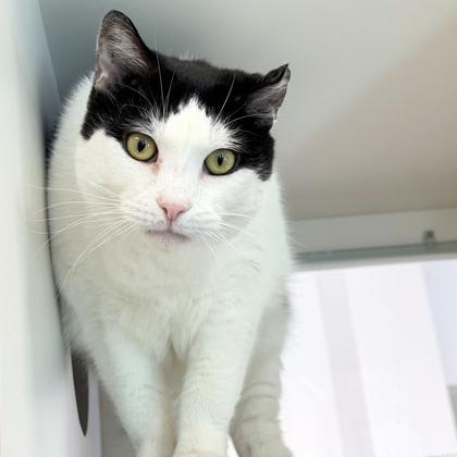 Rob, a Adoptable mixed breed in Voorhees, NJ image 3/3