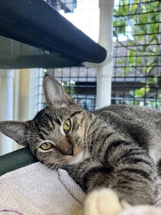 Memphis, Adoptable, Kitten Male Domestic Short Hair & Domestic Short Hair.