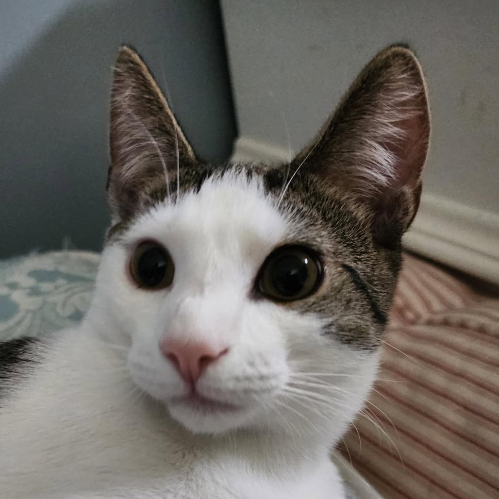 Moriarty, Adoptable, Young Male Domestic Short Hair.