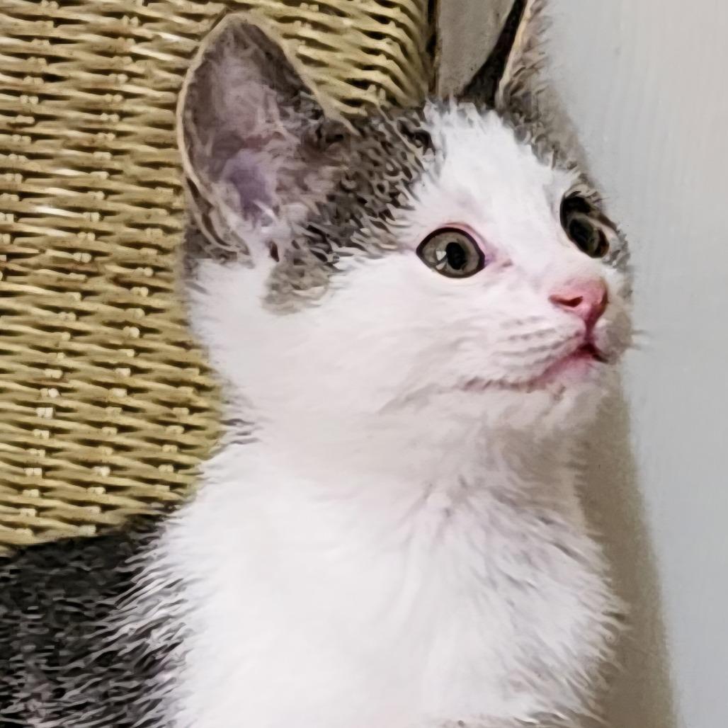 Moriarty, Adoptable, Young Male Domestic Short Hair.