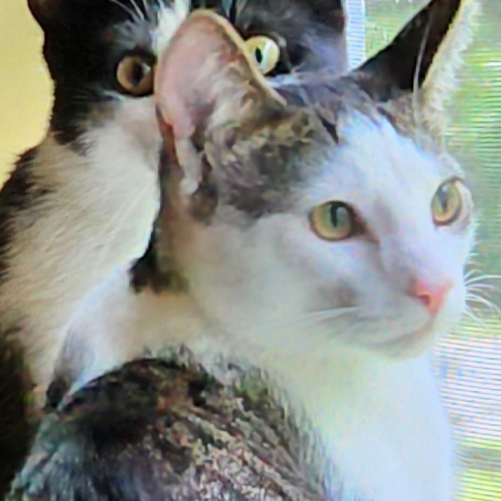 Enlarge Moriarty, a Adoptable Domestic Short Hair in Potomac, MD image 3/6