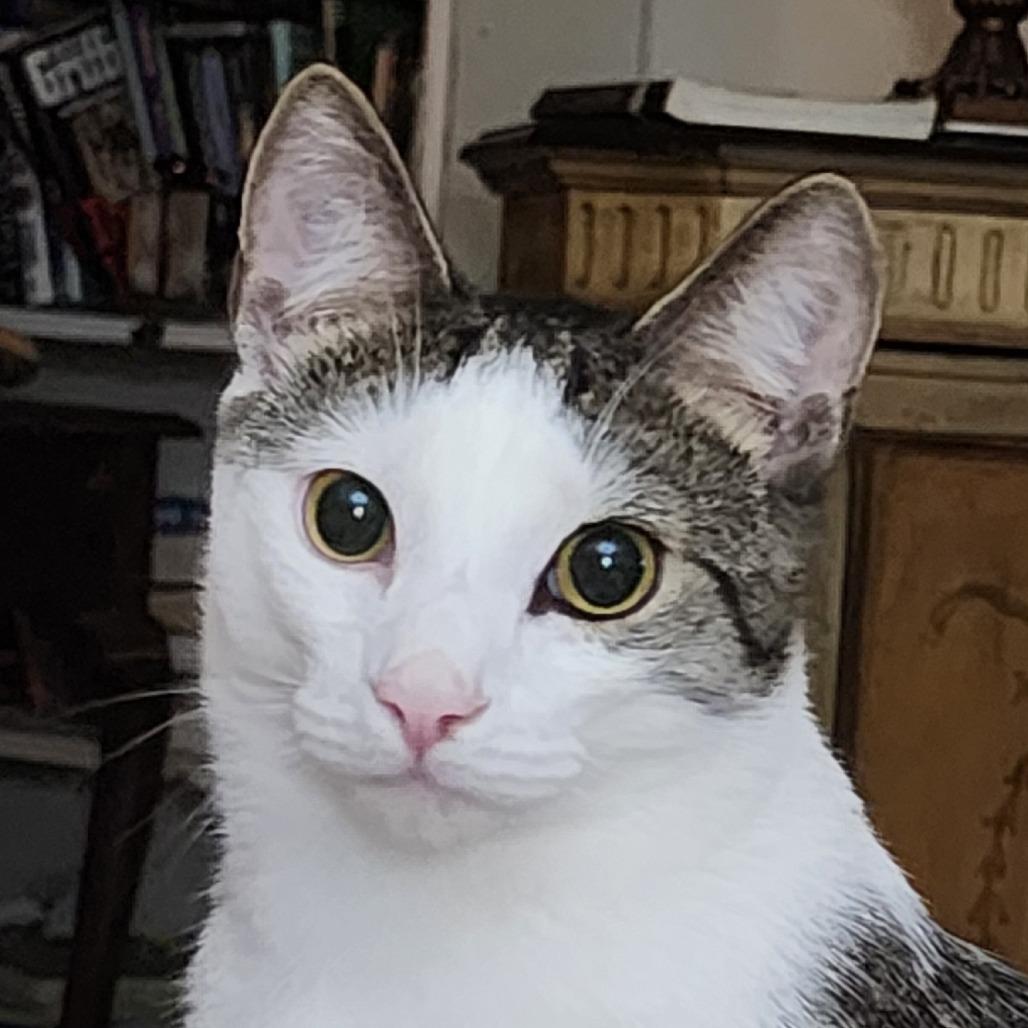 Moriarty, Adoptable, Young Male Domestic Short Hair.