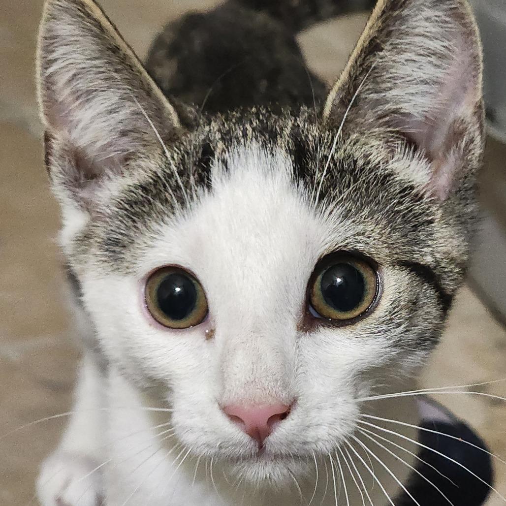 Enlarge Moriarty, a Adoptable Domestic Short Hair in Potomac, MD image 2/2