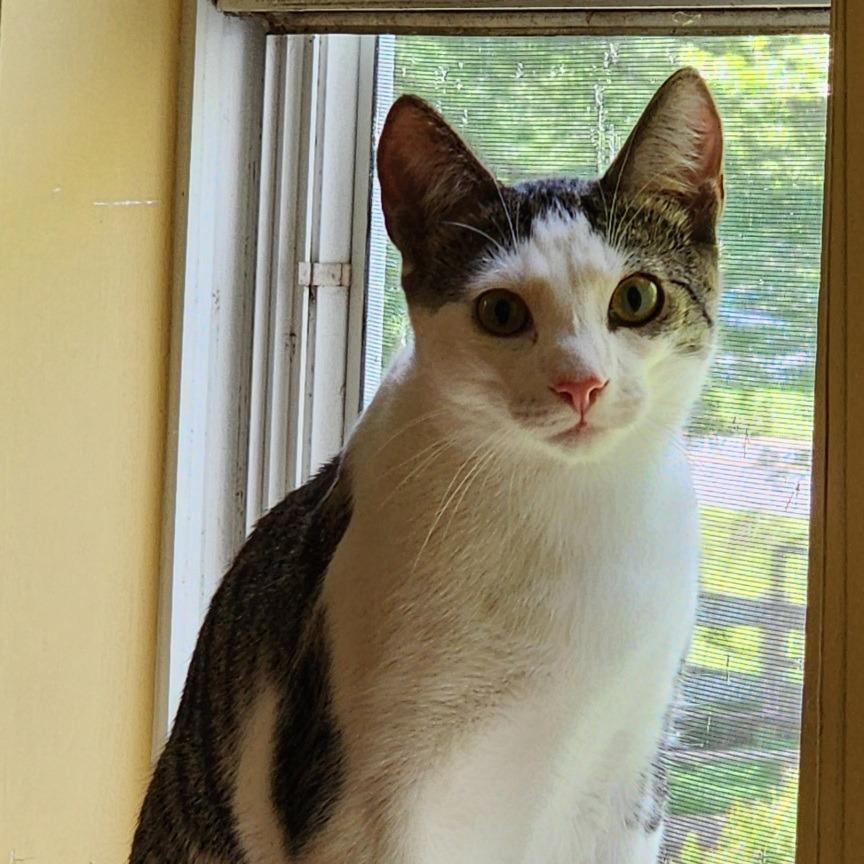 Enlarge Moriarty, a Adoptable Domestic Short Hair in Potomac, MD image 5/6