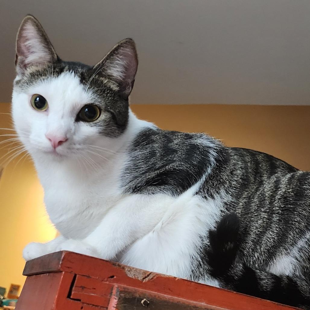 Enlarge Moriarty, a Adoptable Domestic Short Hair in Potomac, MD image 3/4