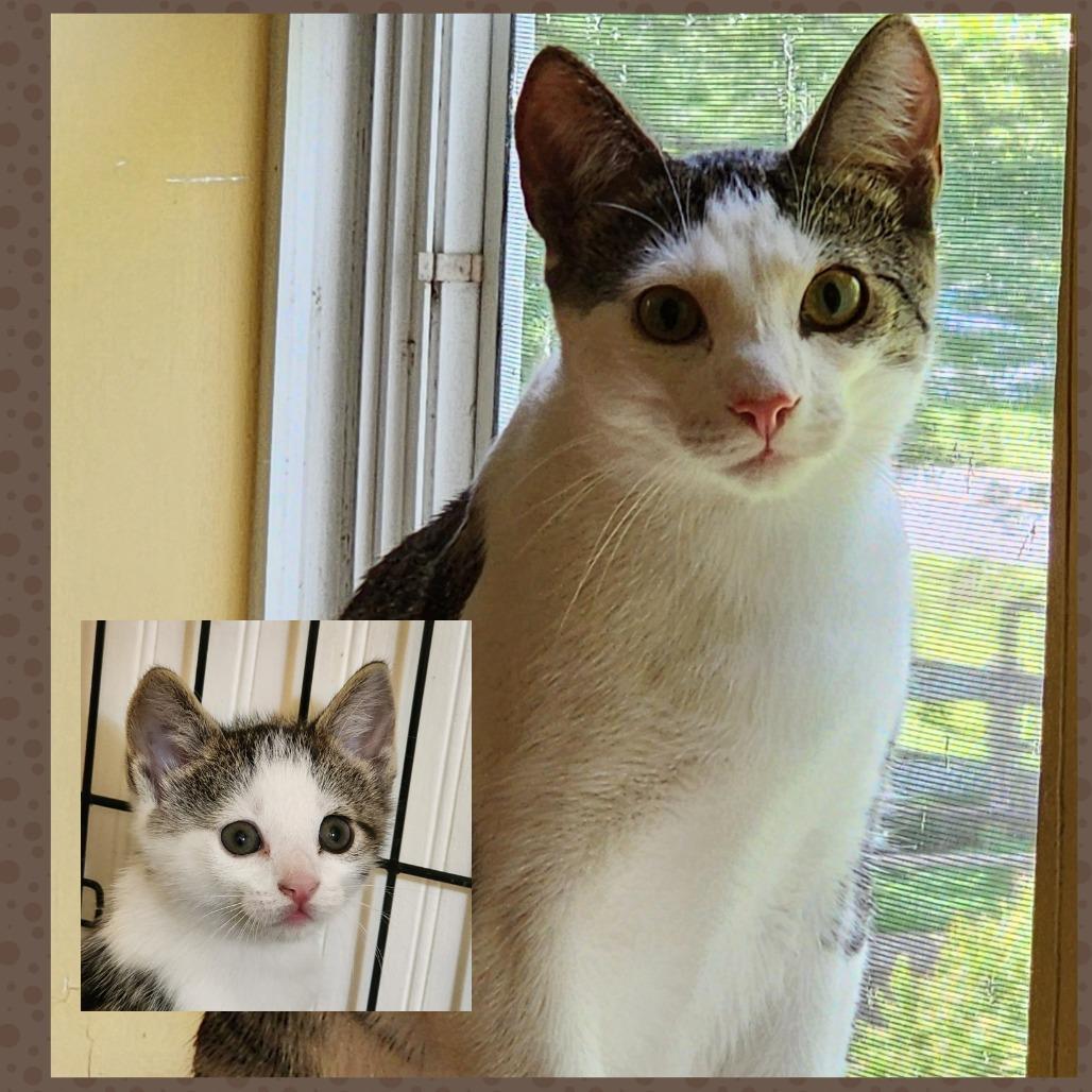Enlarge Moriarty, a Adoptable Domestic Short Hair in Potomac, MD image 4/4