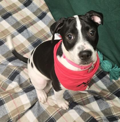 Star, an adopted Mixed Breed in Hamilton, OH image 1/3