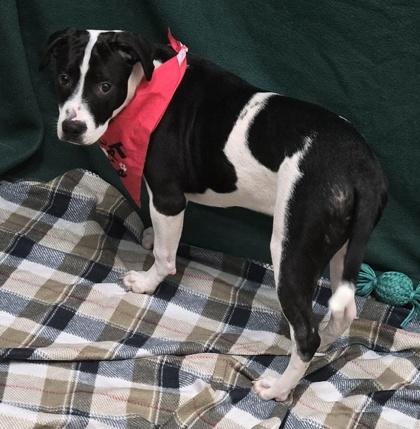 Star, an adopted Mixed Breed in Hamilton, OH image 3/3