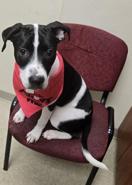 Star, an adopted Mixed Breed in Hamilton, OH image 2/3
