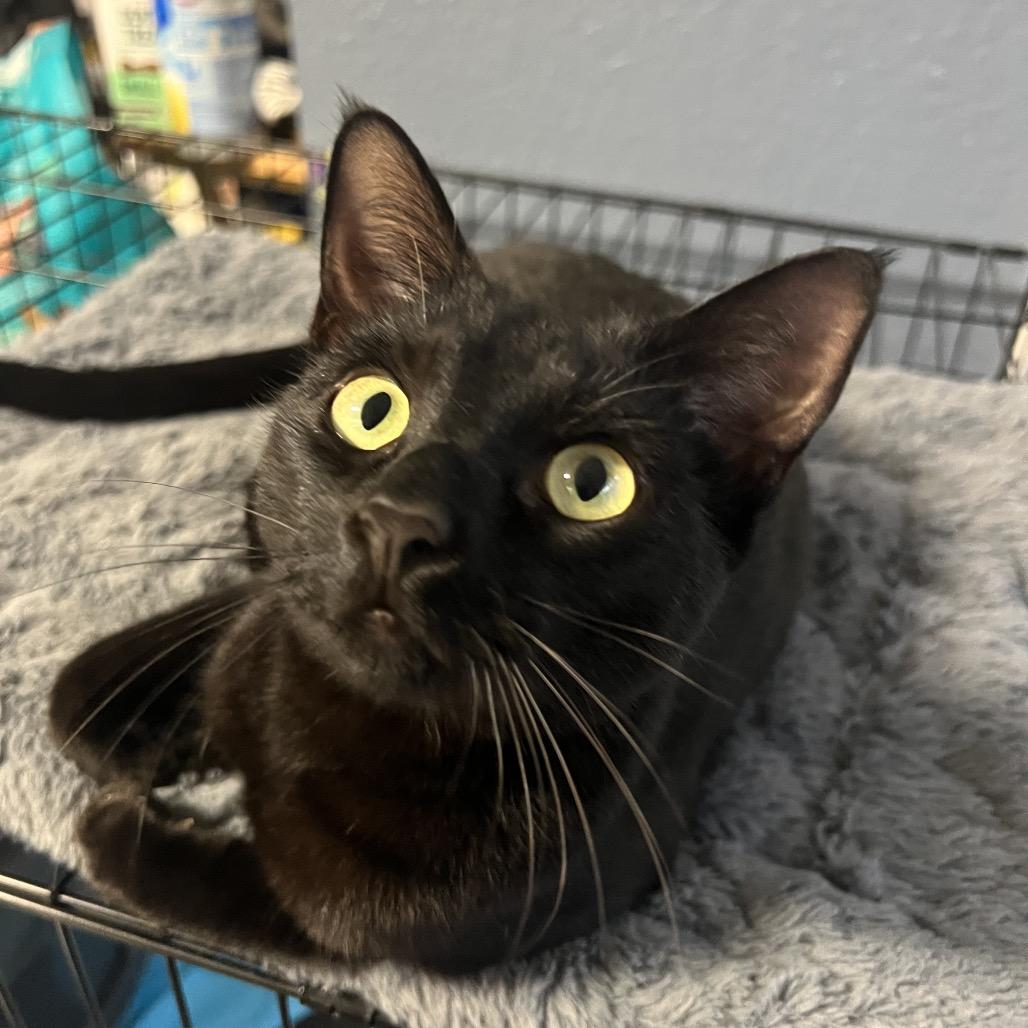 Enlarge SLICE, a Adoptable Domestic Short Hair in San Antonio, TX image 4/6