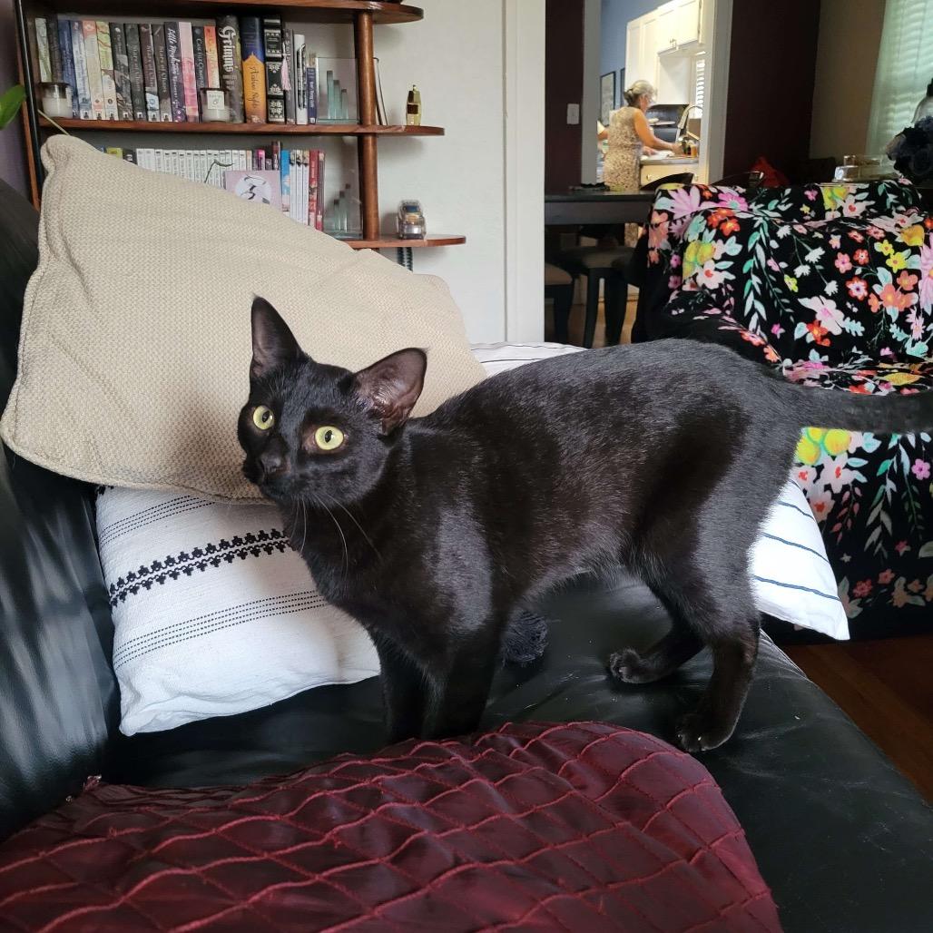 Enlarge SLICE, a Adoptable Domestic Short Hair in San Antonio, TX image 6/6