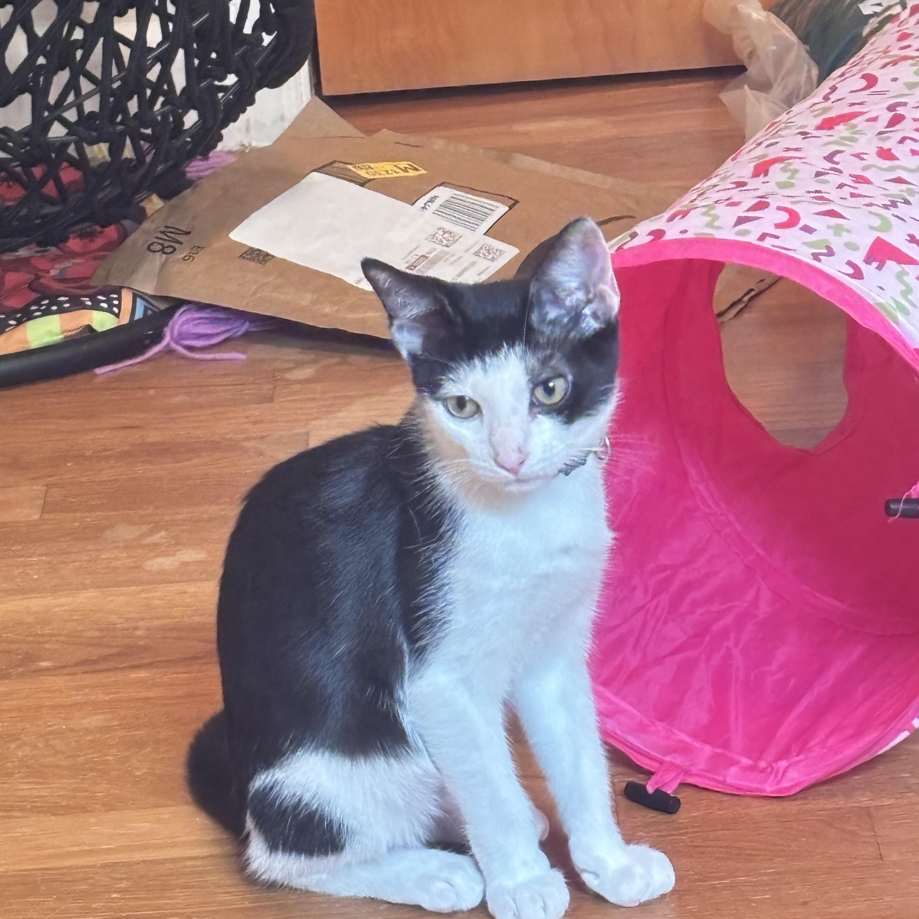Enlarge Max, an adopted Domestic Short Hair in Norfolk, VA image 2/4