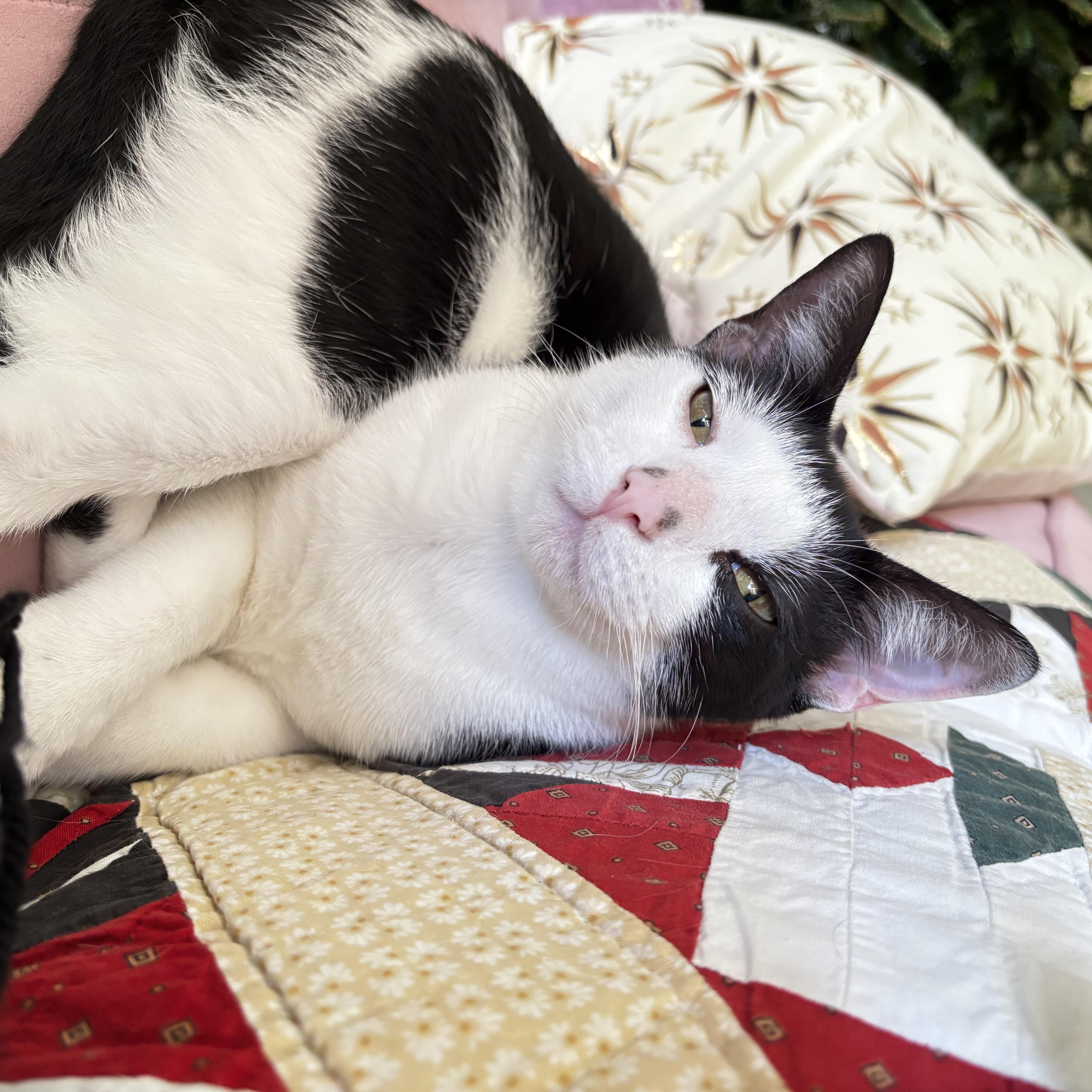 Max, adopted, Young Male Domestic Short Hair.