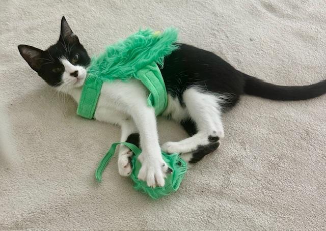 Enlarge Frank, a Adoptable Tuxedo in Los Angeles, CA image 6/6