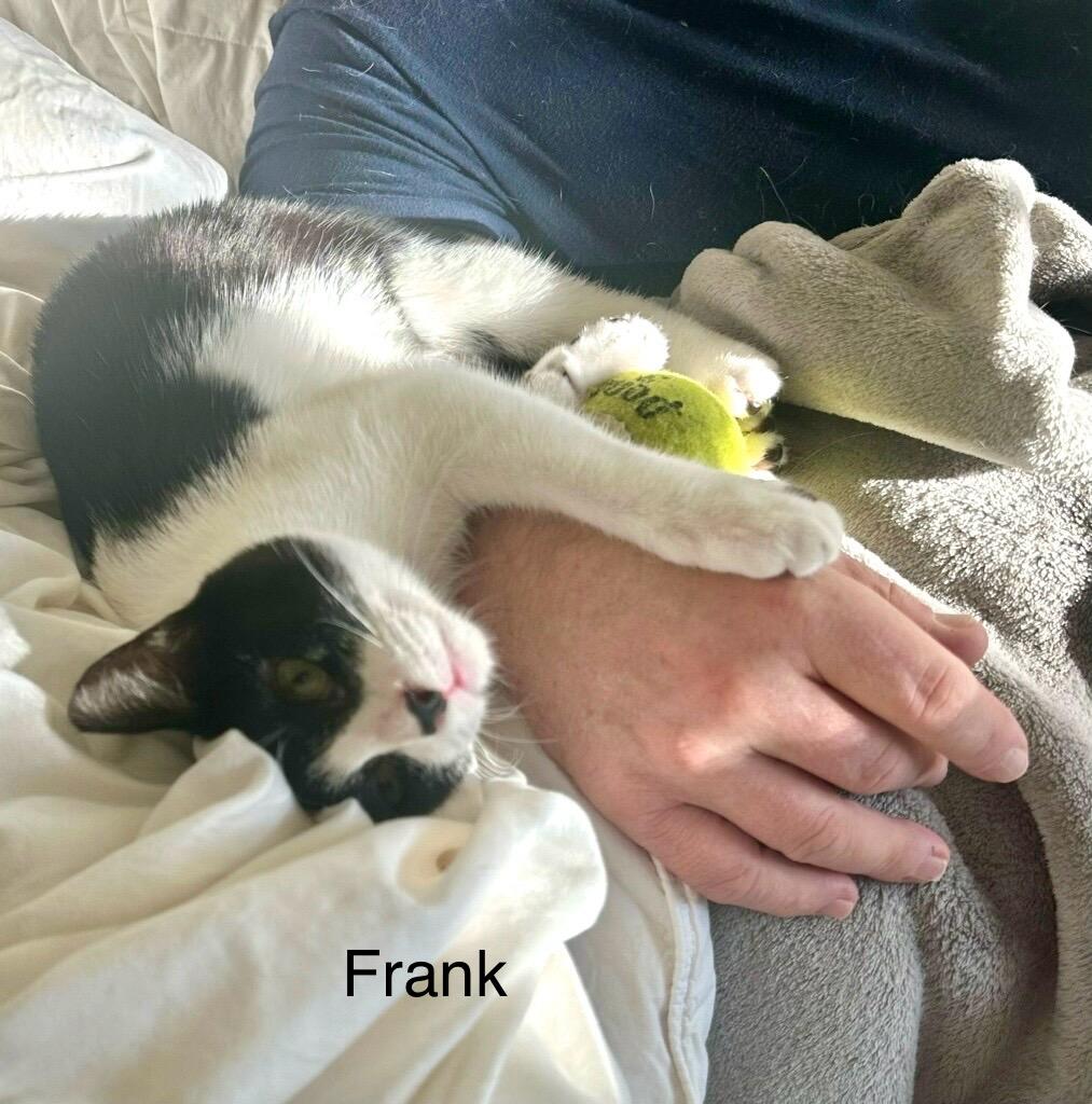Frank photo 5