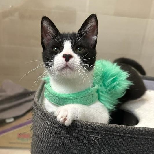 Enlarge Frank, a Adoptable Tuxedo in Los Angeles, CA image 1/6