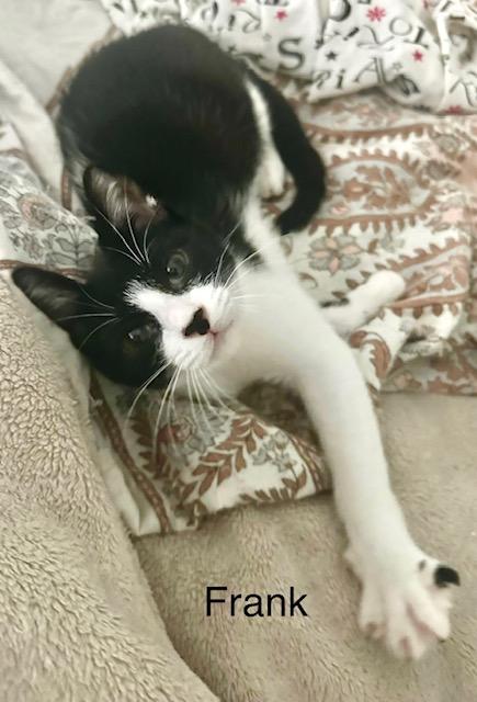 Enlarge Frank, a Adoptable Tuxedo in Los Angeles, CA image 4/6