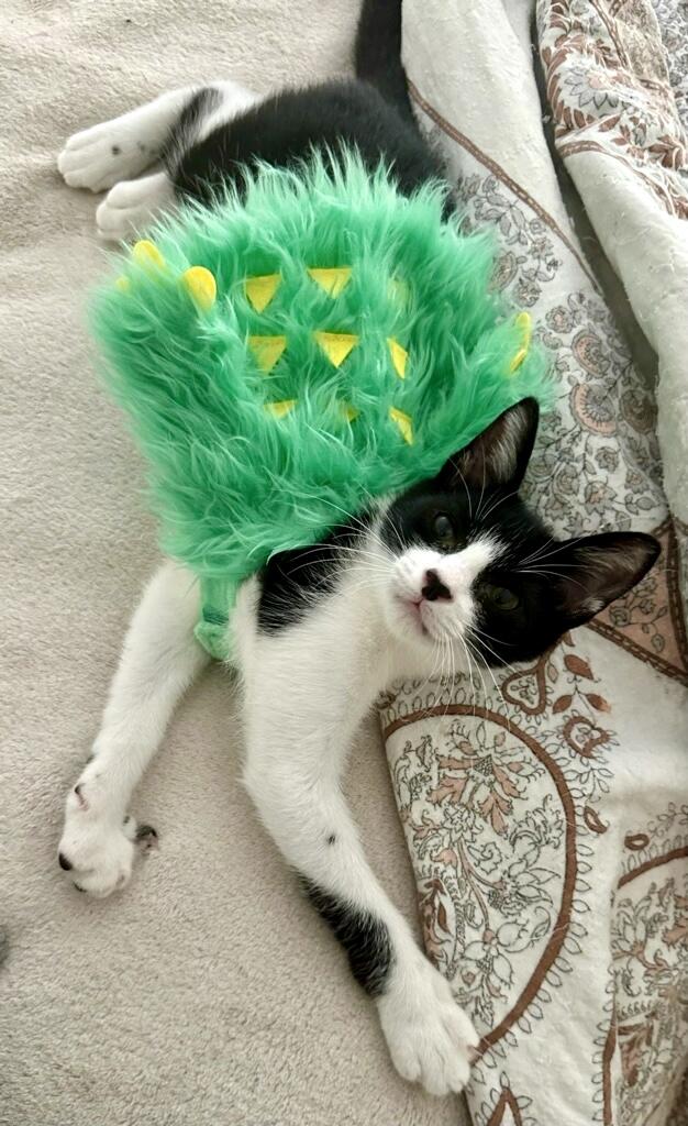 Enlarge Frank, a Adoptable Tuxedo in Los Angeles, CA image 2/6