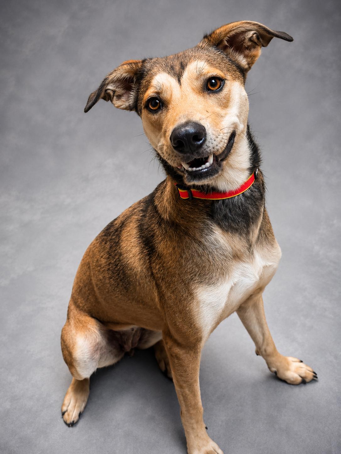 Faith, adopted, Young Female Shepherd.