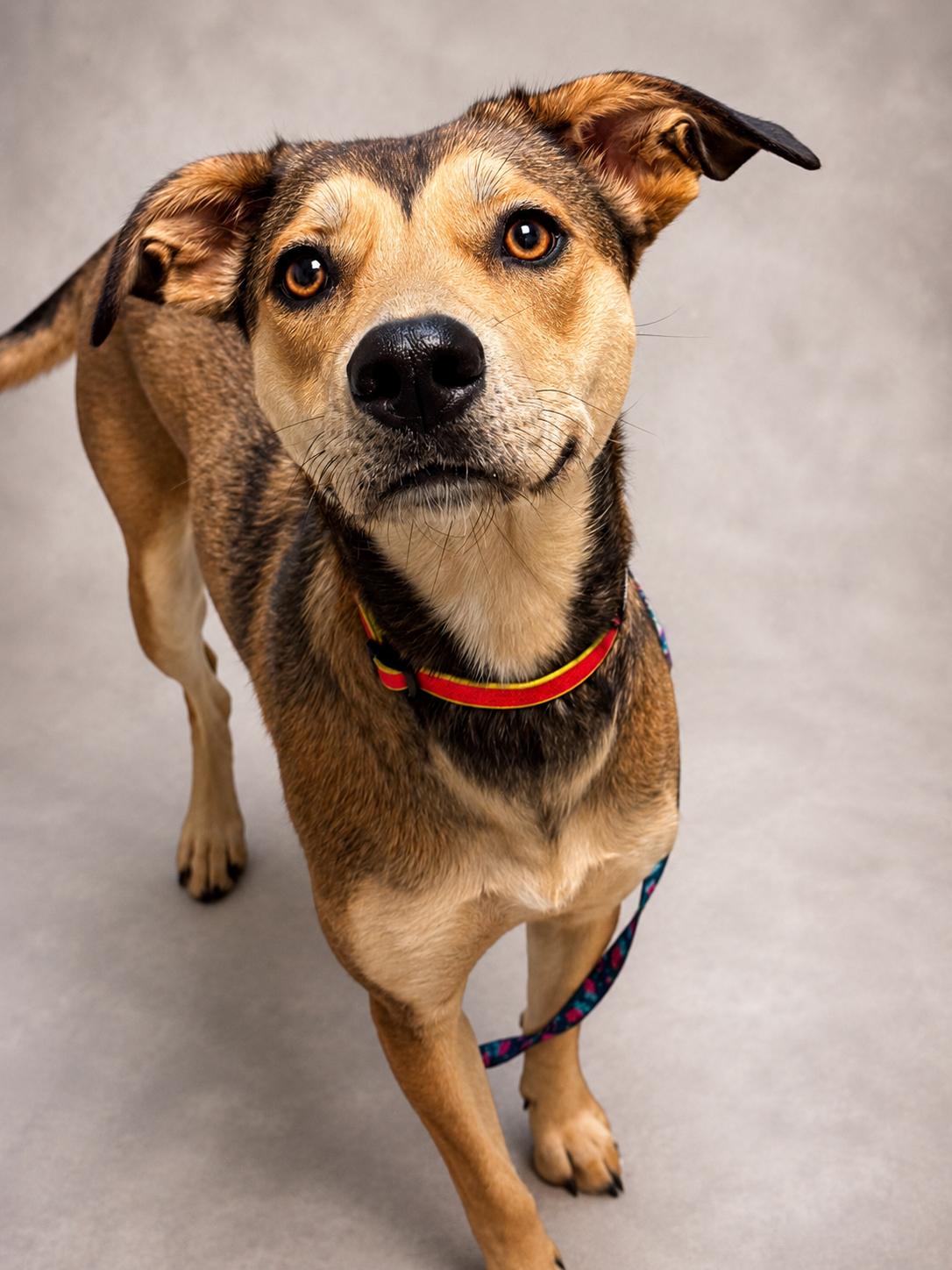 Enlarge Faith, an adopted mixed breed in Anderson, IN image 2/3
