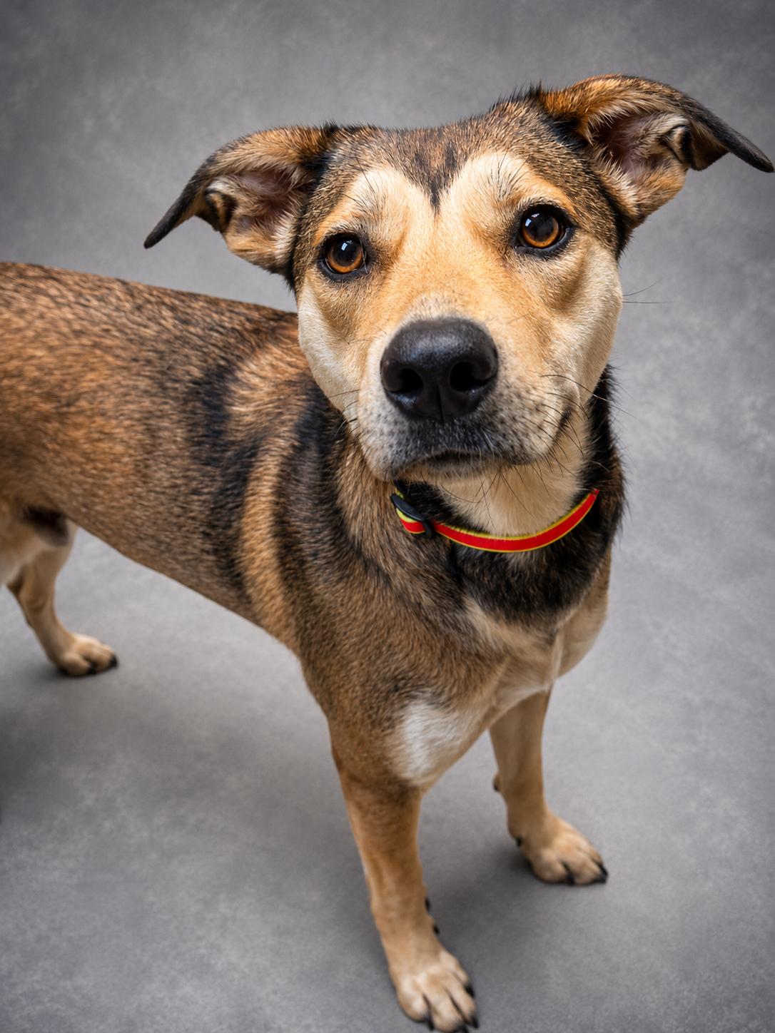 Enlarge Faith, an adopted mixed breed in Anderson, IN image 3/3