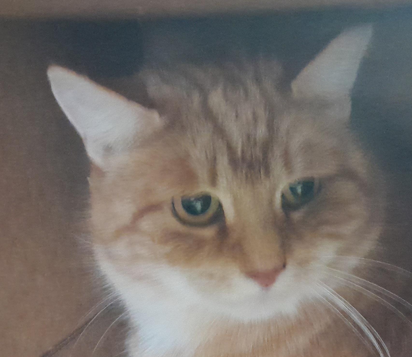 Enlarge Erin, a Adopted Domestic Short Hair in Brighton, MI image 1/3