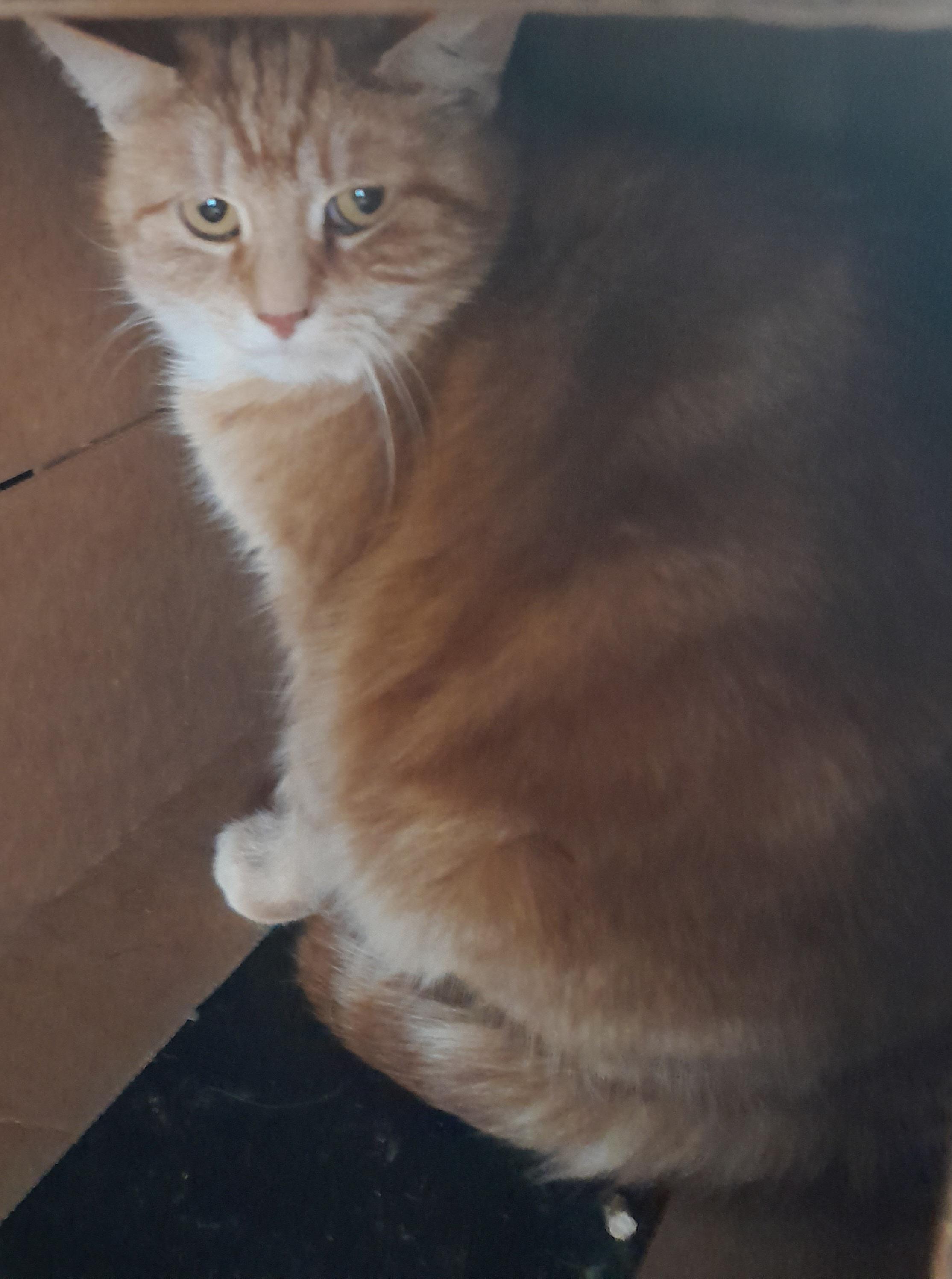 Enlarge Erin, a Adopted Domestic Short Hair in Brighton, MI image 3/3
