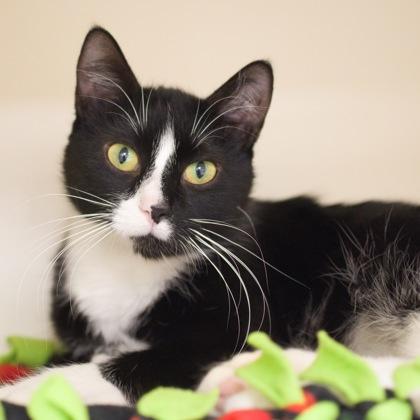 Trinity, Adoptable, Young Female Domestic Short Hair & Domestic Short Hair.