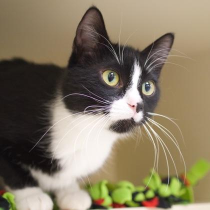 Enlarge Trinity, a Adoptable mixed breed in Verona, WI image 2/3