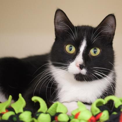 Enlarge Trinity, a Adoptable mixed breed in Verona, WI image 3/3