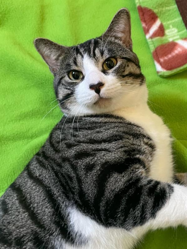 Caspian, adopted, Young Male Tabby & American Shorthair.