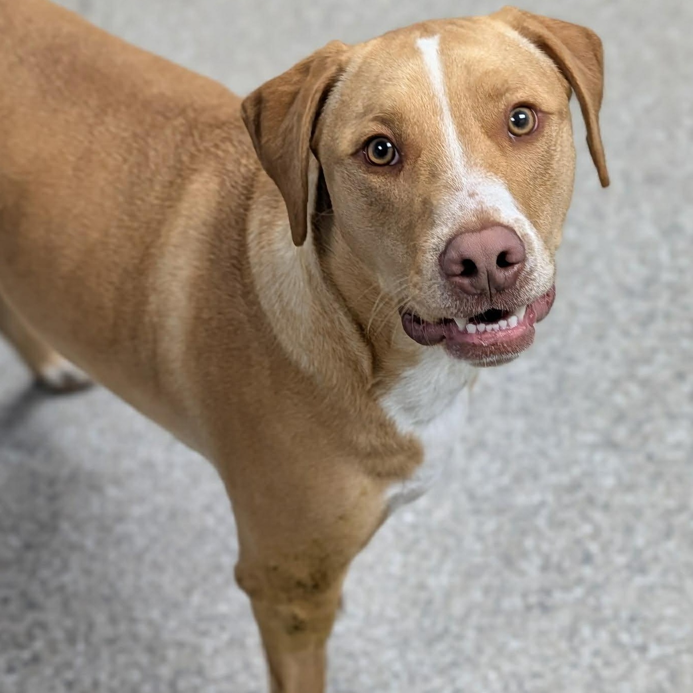Squash, an adopted mixed breed in Avon, CT image 5/6