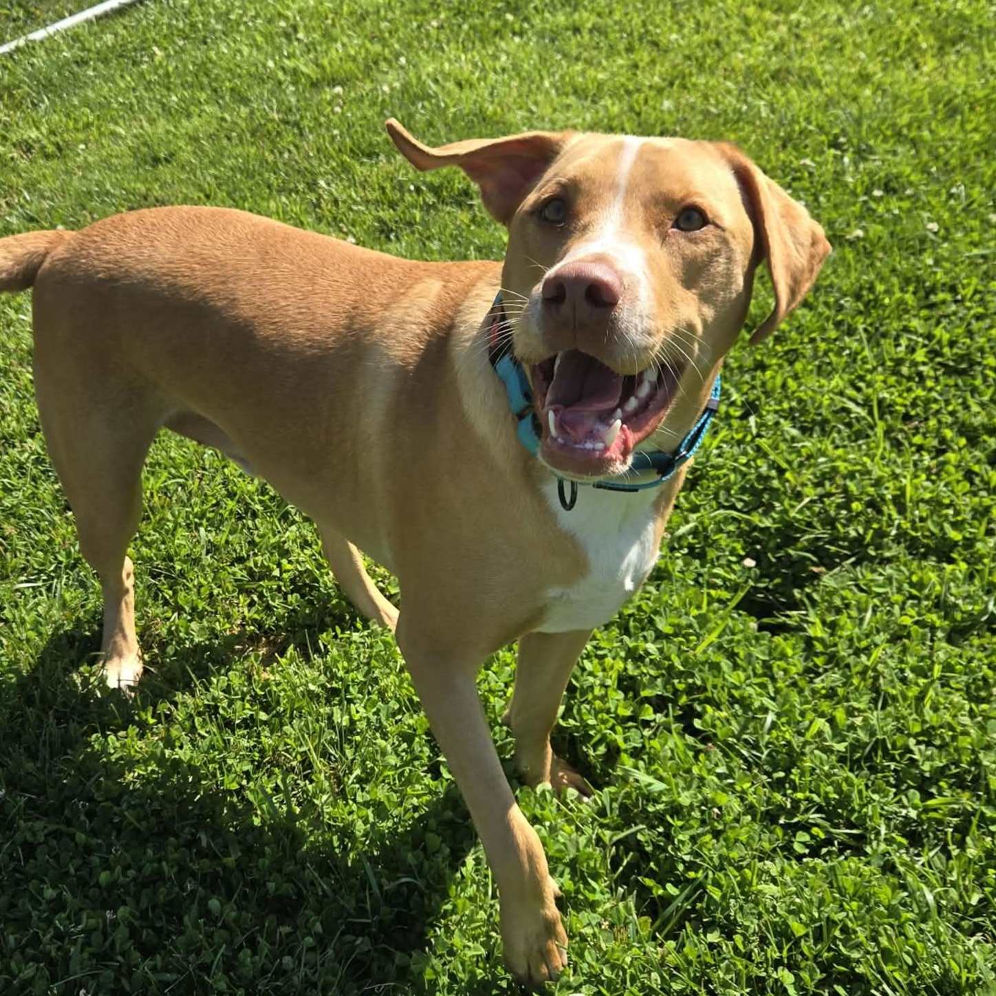 Squash, an adopted mixed breed in Avon, CT image 3/6