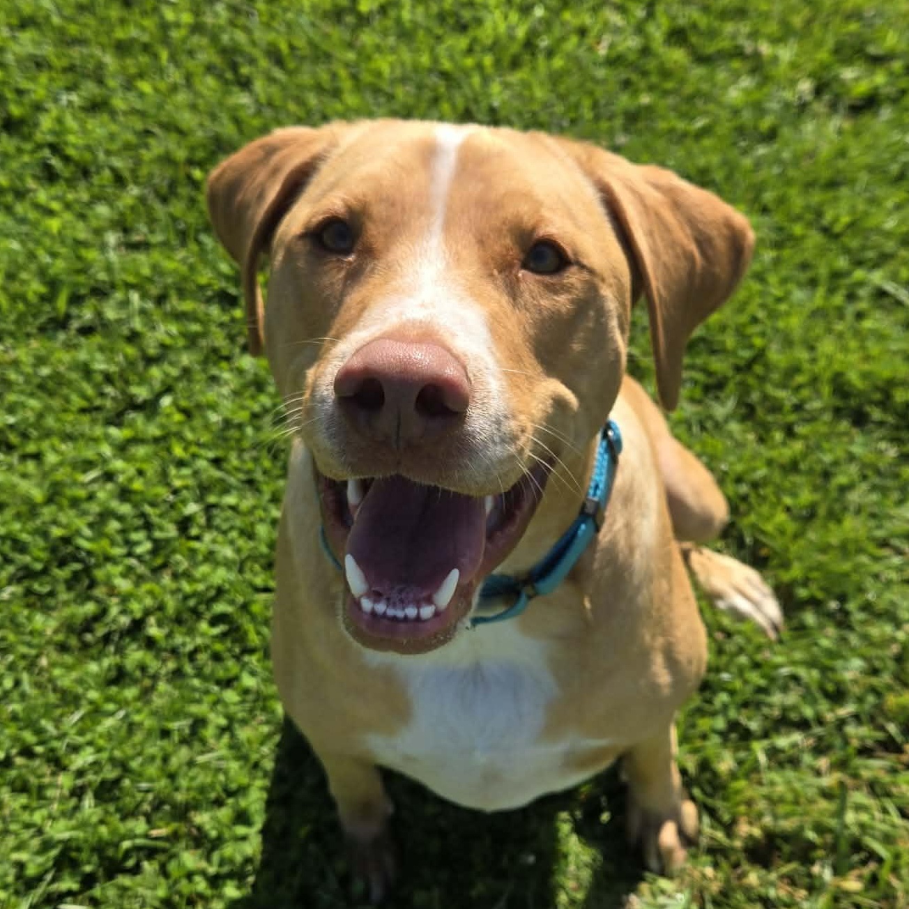 Squash, adopted, Young Male Yellow Labrador Retriever & Beagle.