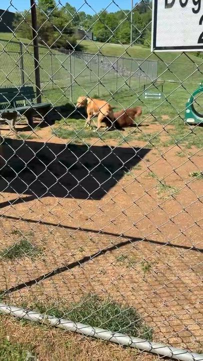 Enlarge Squash, an adopted mixed breed in Avon, CT video 6/6