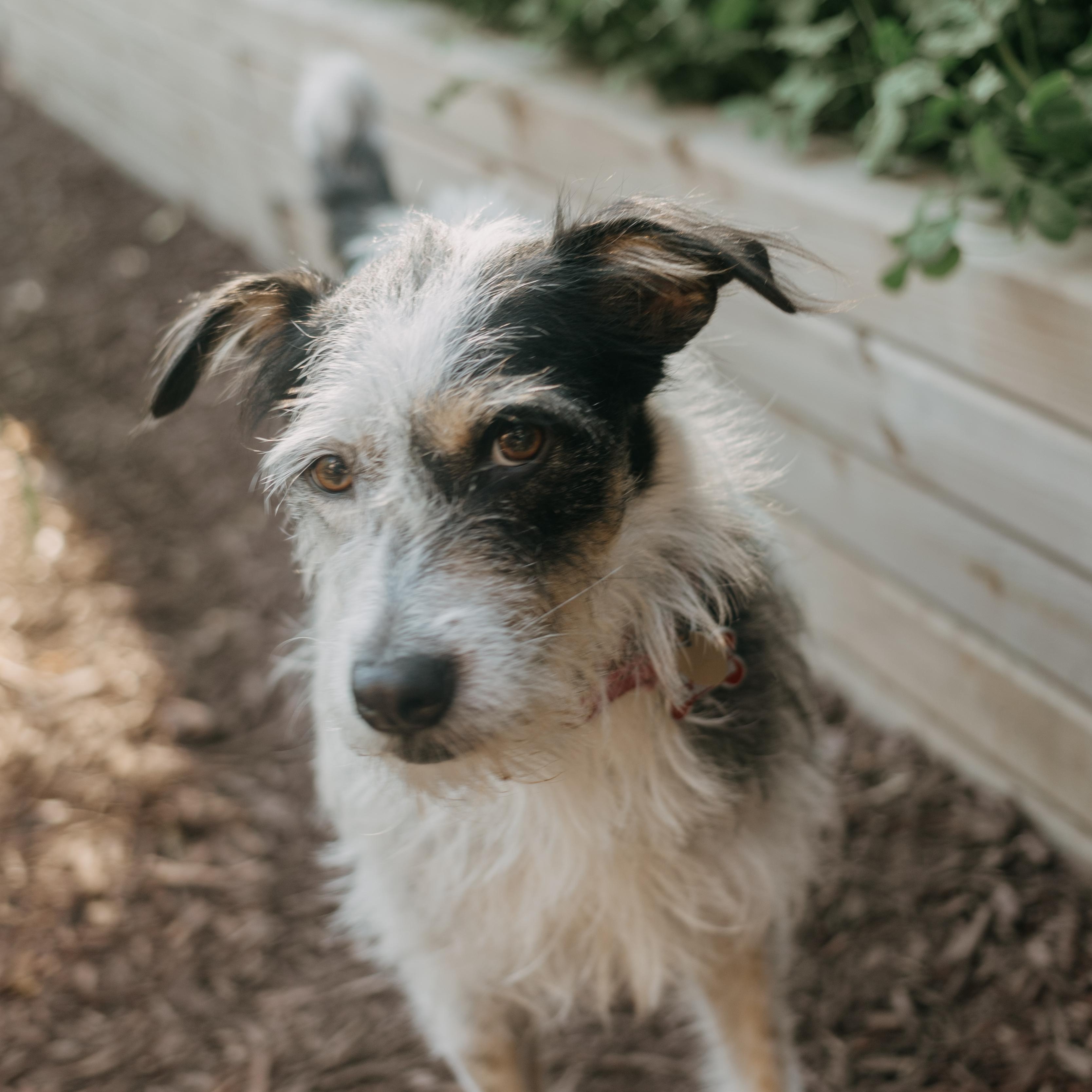 Vaquita - Adoption Pending, a ADOPTABLE mixed breed in Mississauga, ON image 2/6