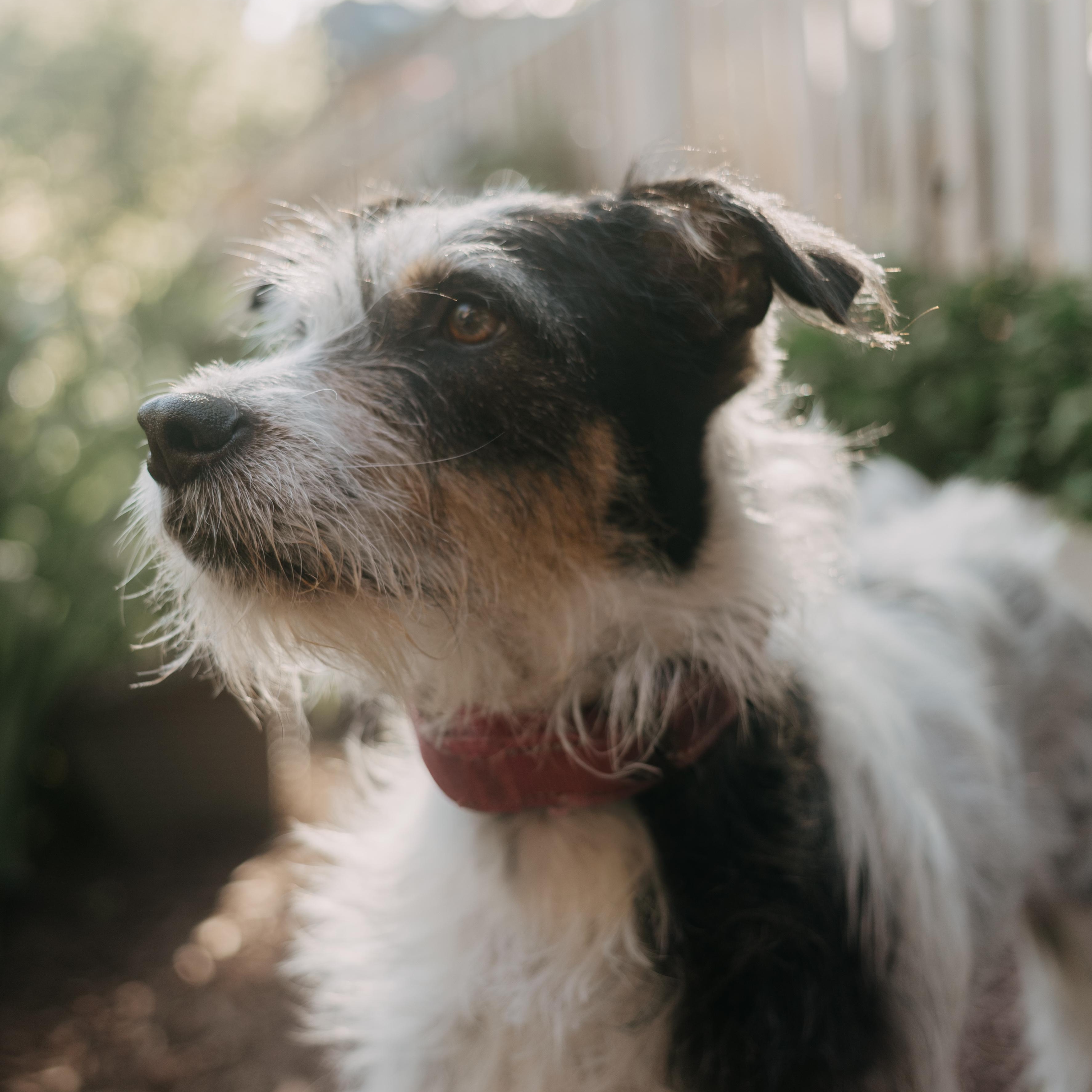 Vaquita - Adoption Pending, a ADOPTABLE mixed breed in Mississauga, ON image 3/6