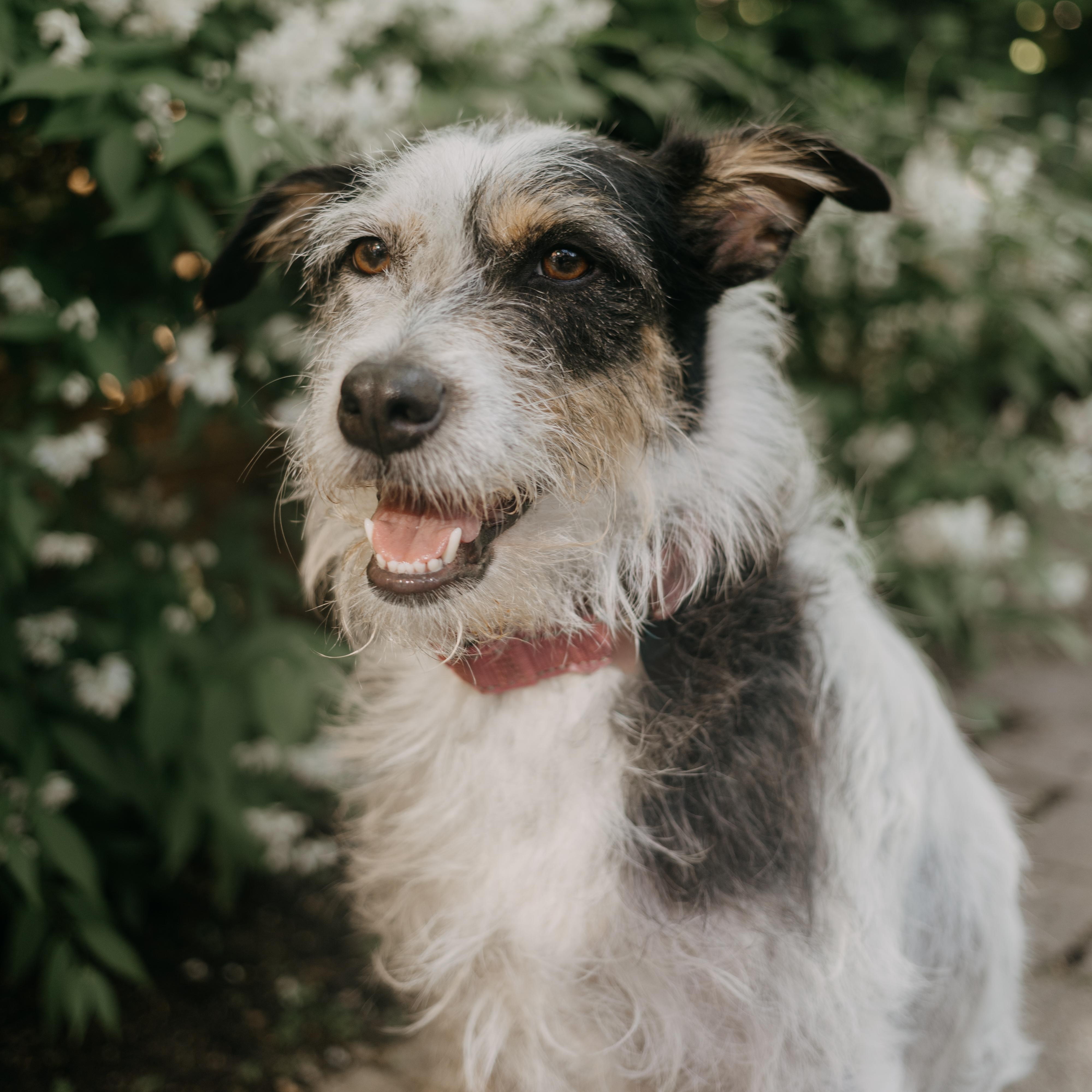 Vaquita - Adoption Pending, a ADOPTABLE mixed breed in Mississauga, ON image 6/6