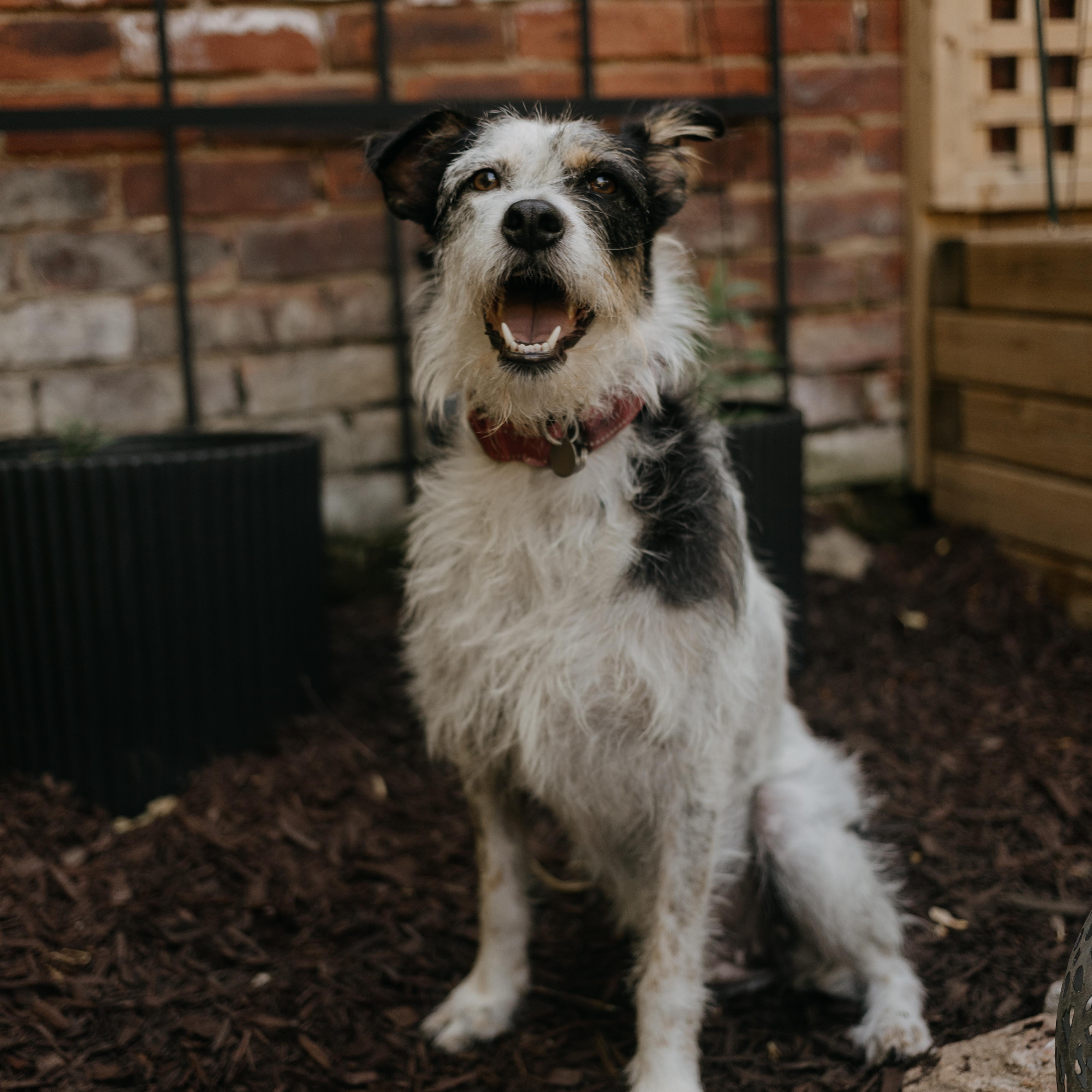 Vaquita - Adoption Pending, a ADOPTABLE mixed breed in Mississauga, ON image 1/6