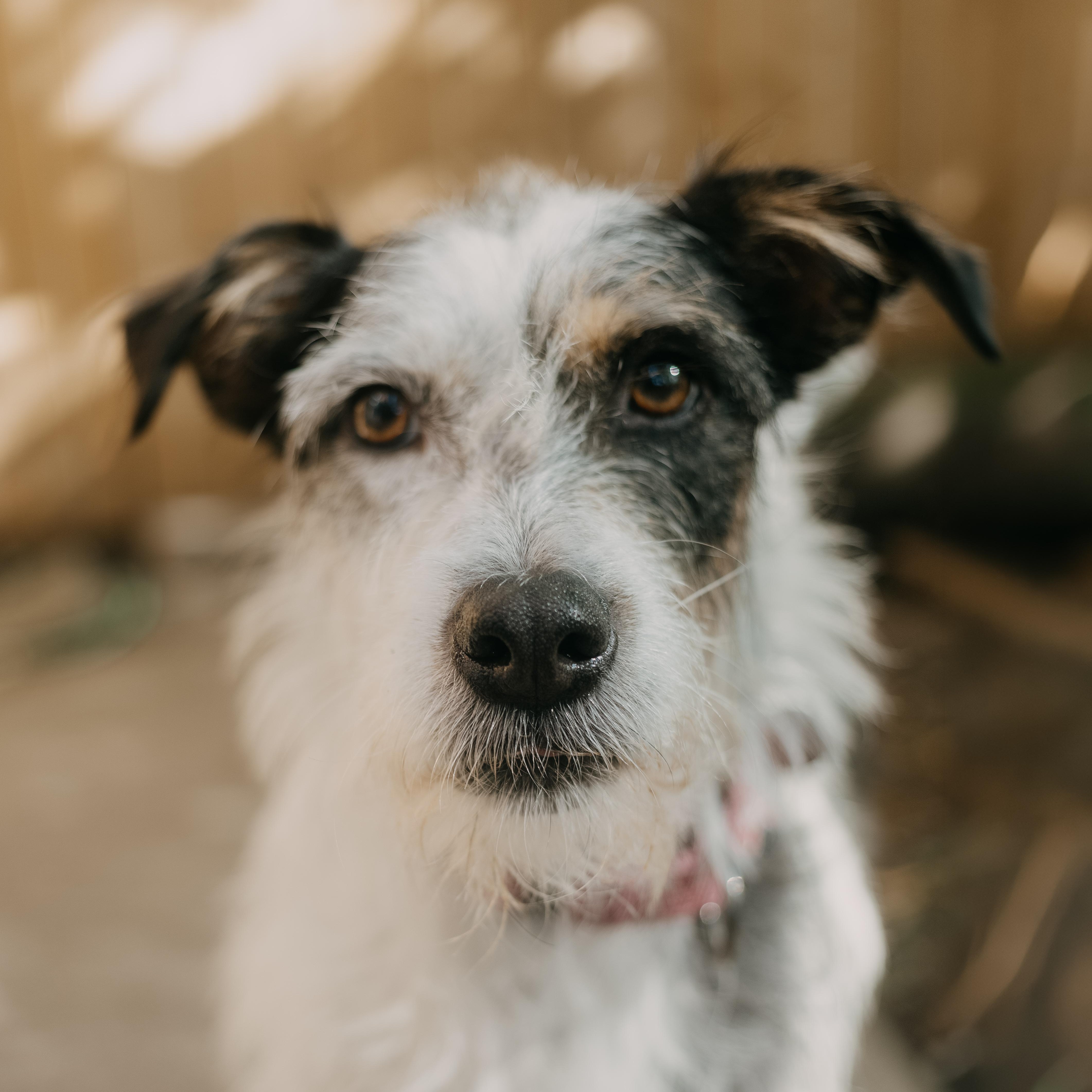 Vaquita - Adoption Pending, a ADOPTABLE mixed breed in Mississauga, ON image 5/6