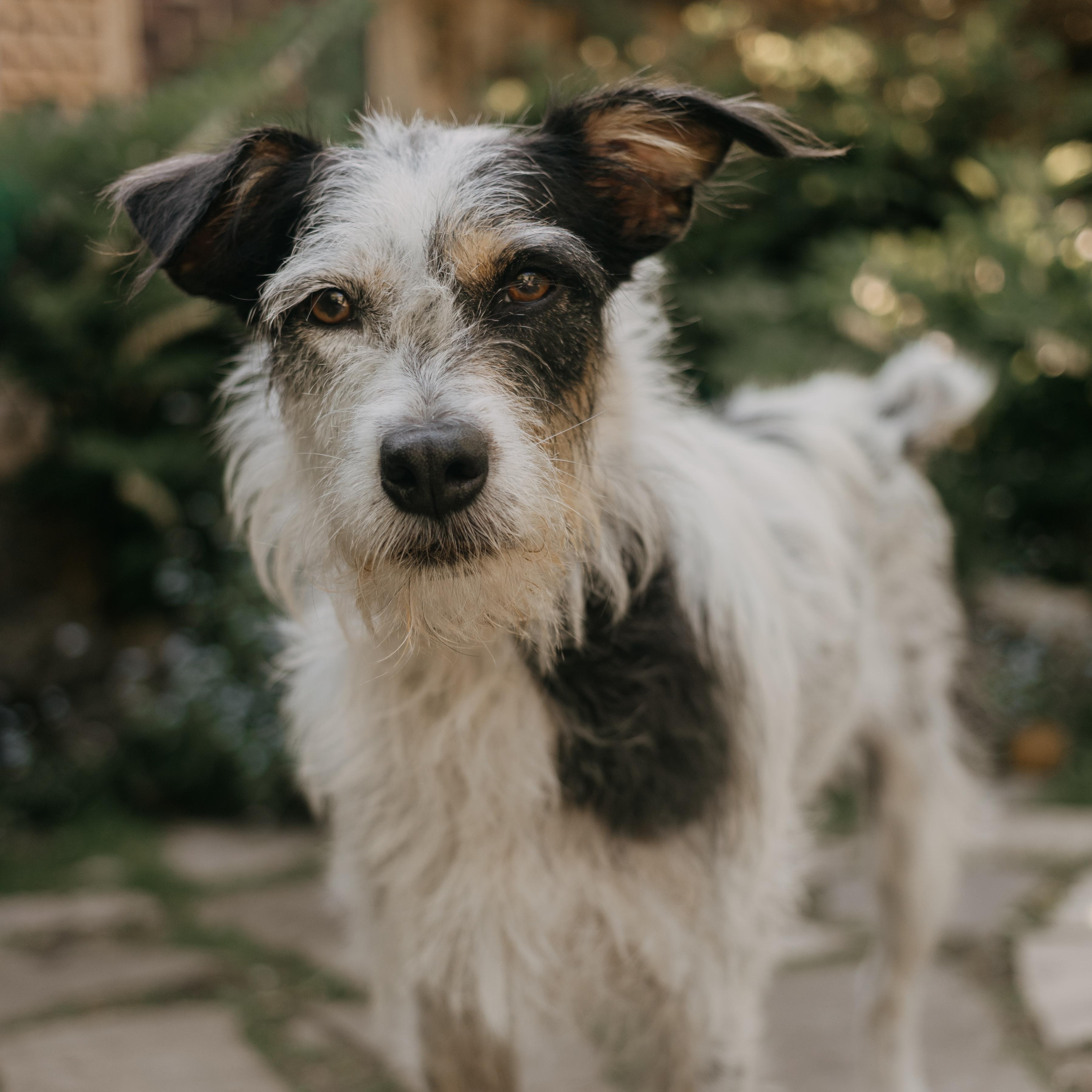 Vaquita - Adoption Pending, a ADOPTABLE mixed breed in Mississauga, ON image 4/6
