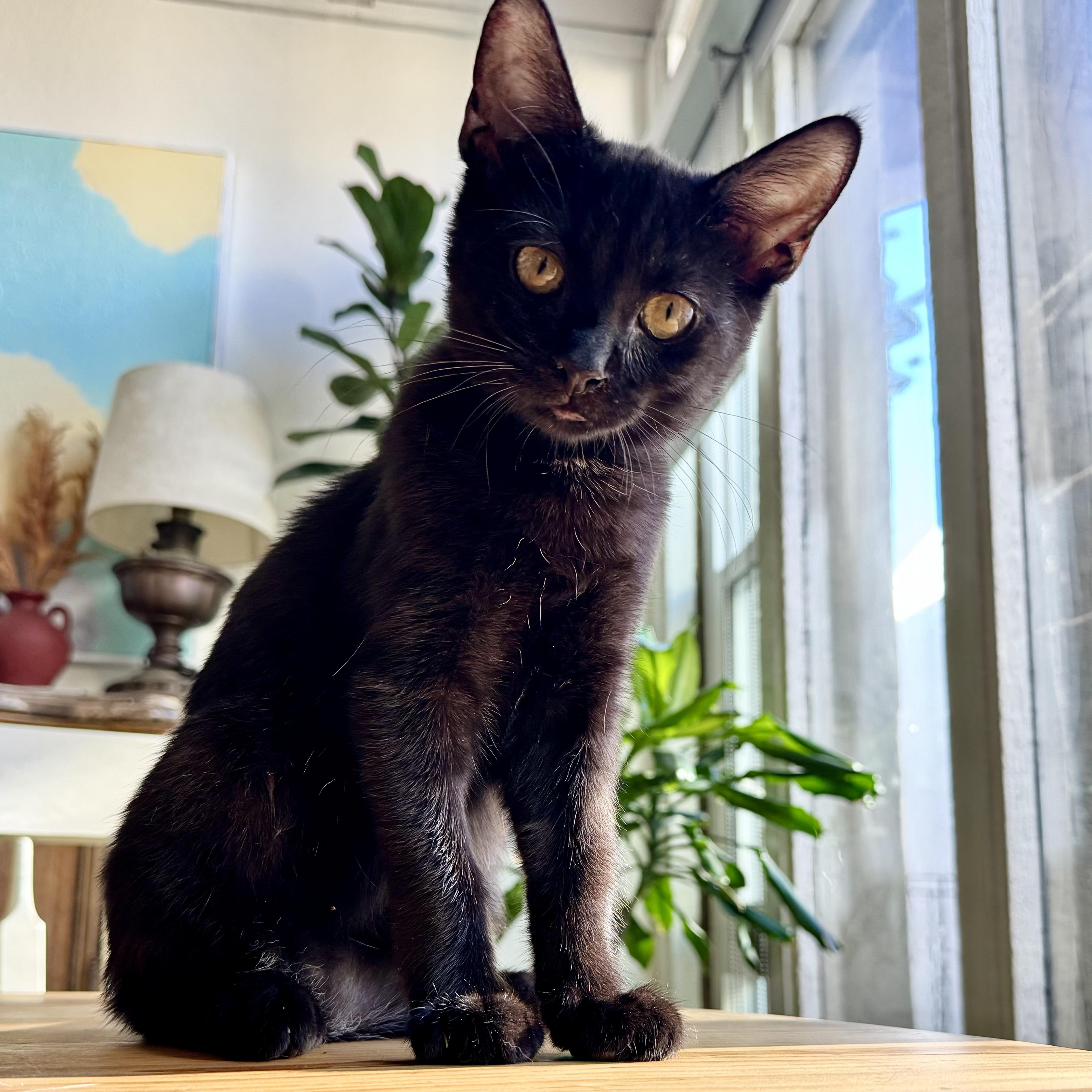 Rafael