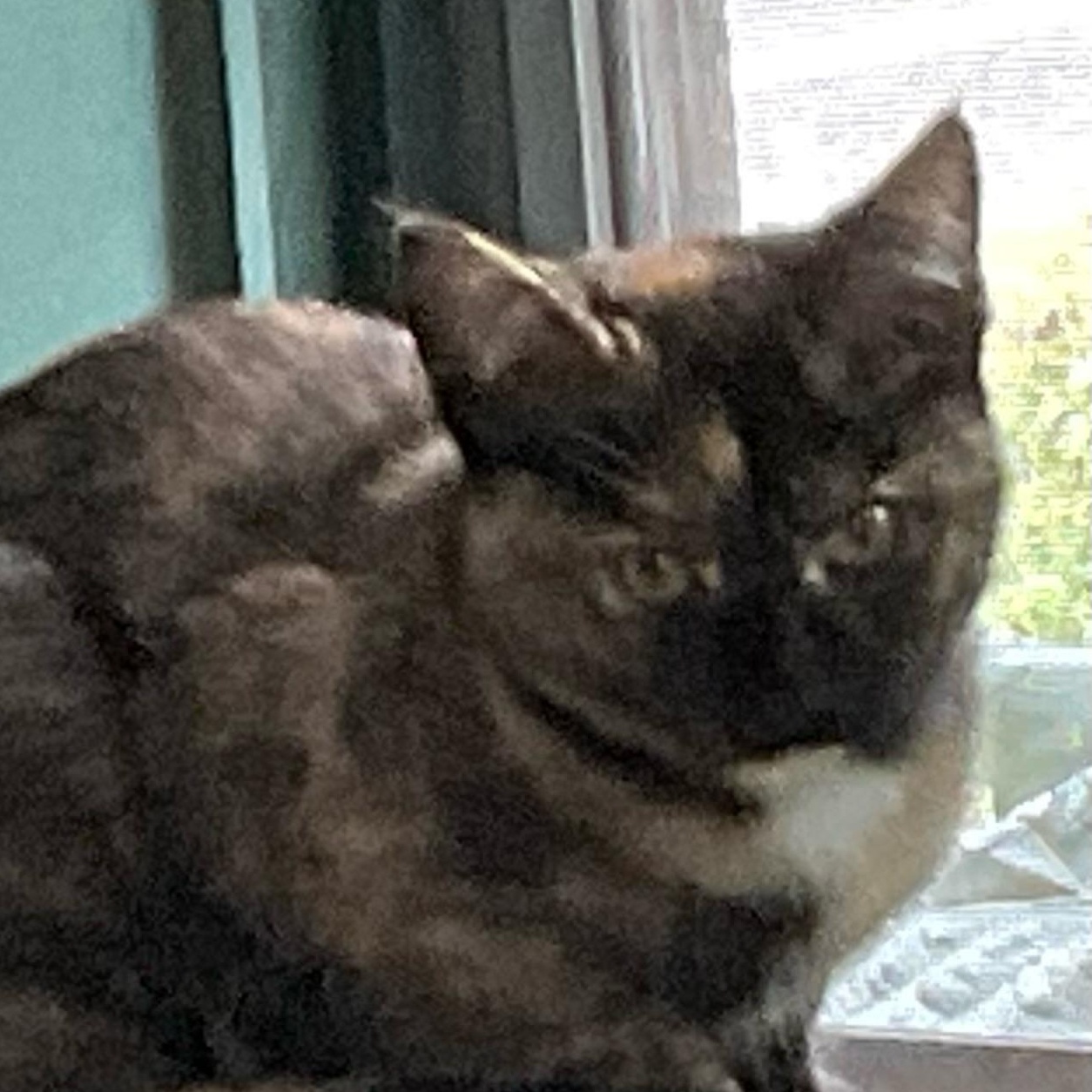 Enlarge Darling, a Adoptable Domestic Short Hair in Sauk City, WI image 2/6
