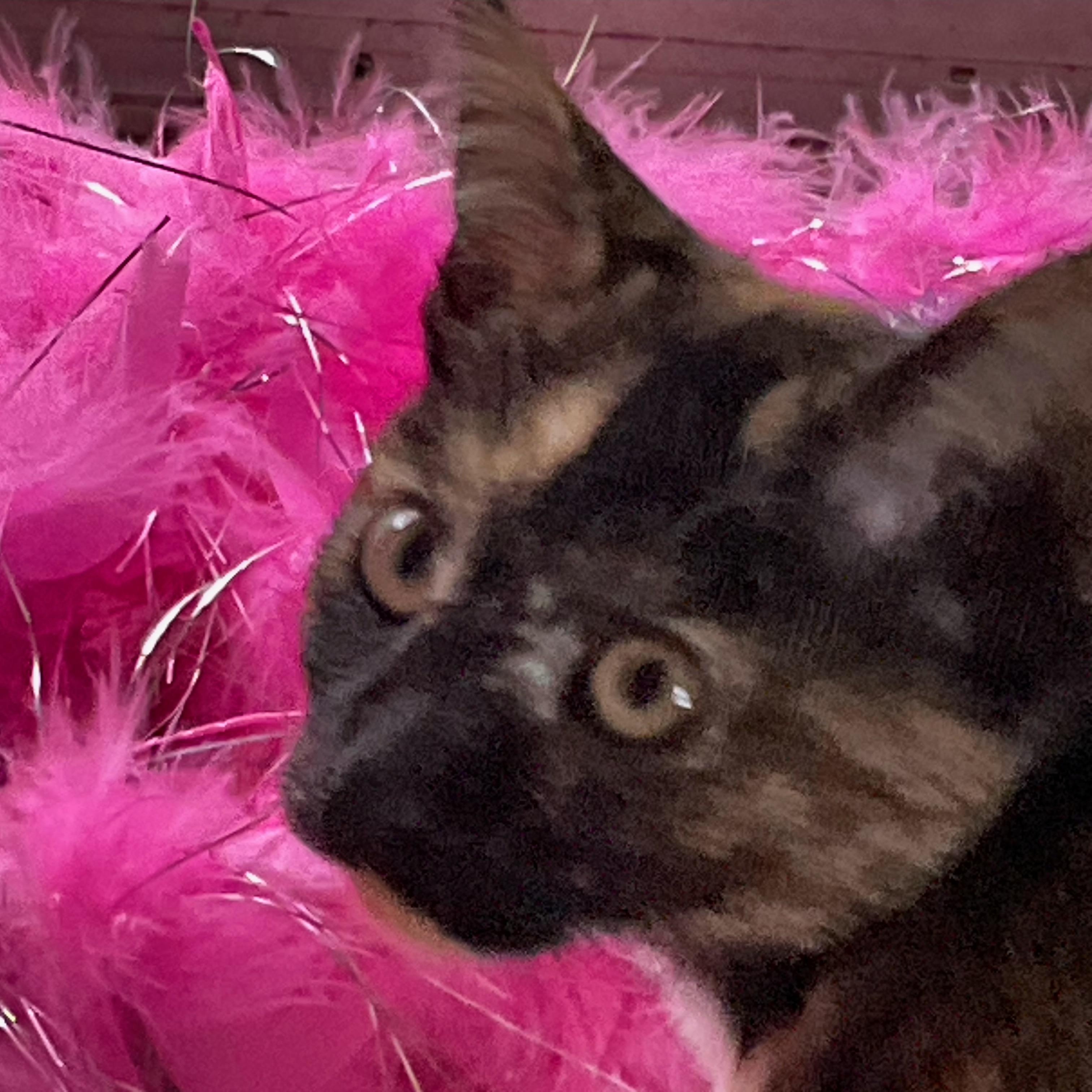 Enlarge Darling, a Adoptable Domestic Short Hair in Sauk City, WI image 4/6