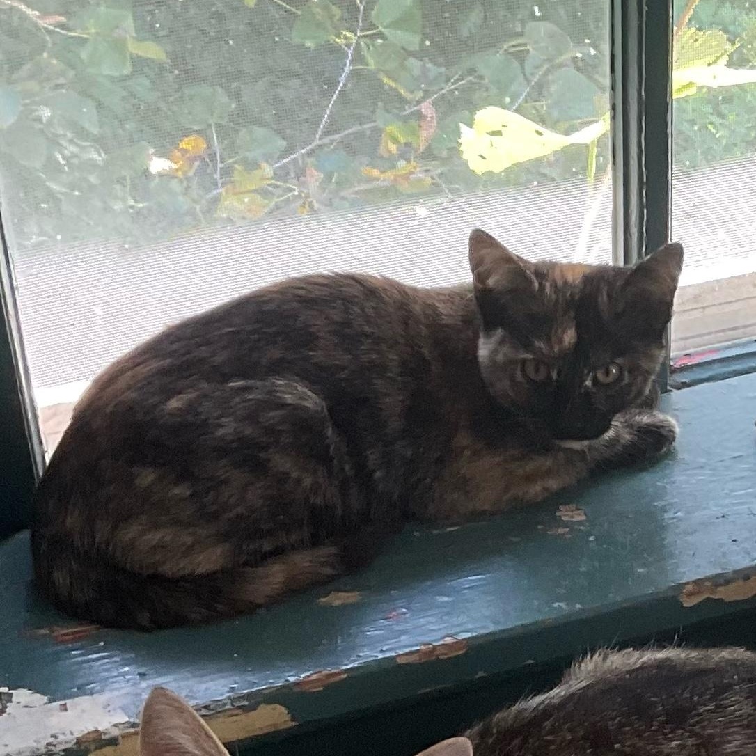 Enlarge Darling, a Adoptable Domestic Short Hair in Sauk City, WI image 6/6