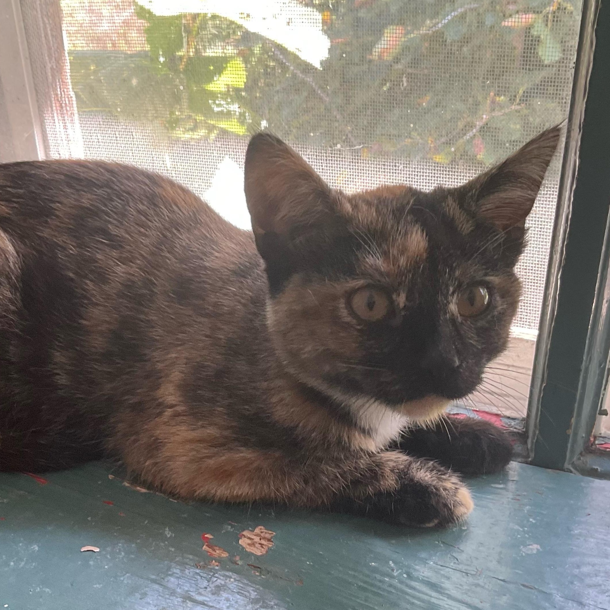 Enlarge Darling, a Adoptable Domestic Short Hair in Sauk City, WI image 5/6