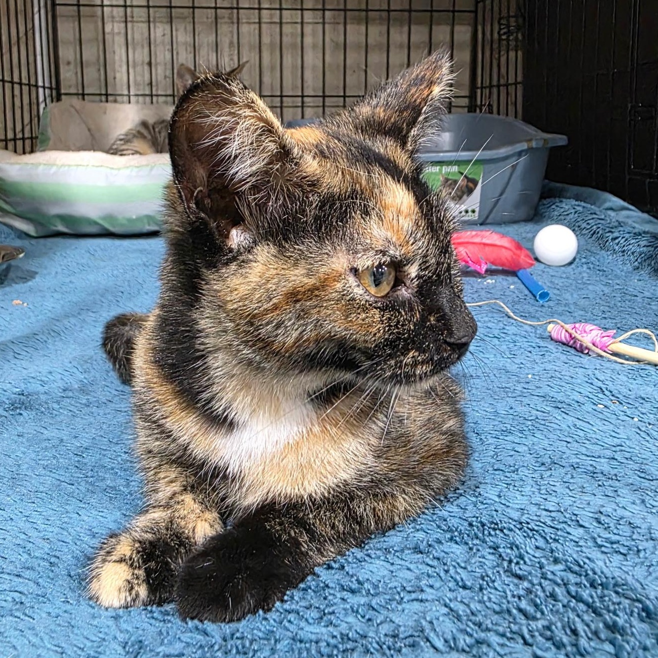 Enlarge Darling, a Adoptable Domestic Short Hair in Sauk City, WI image 3/6