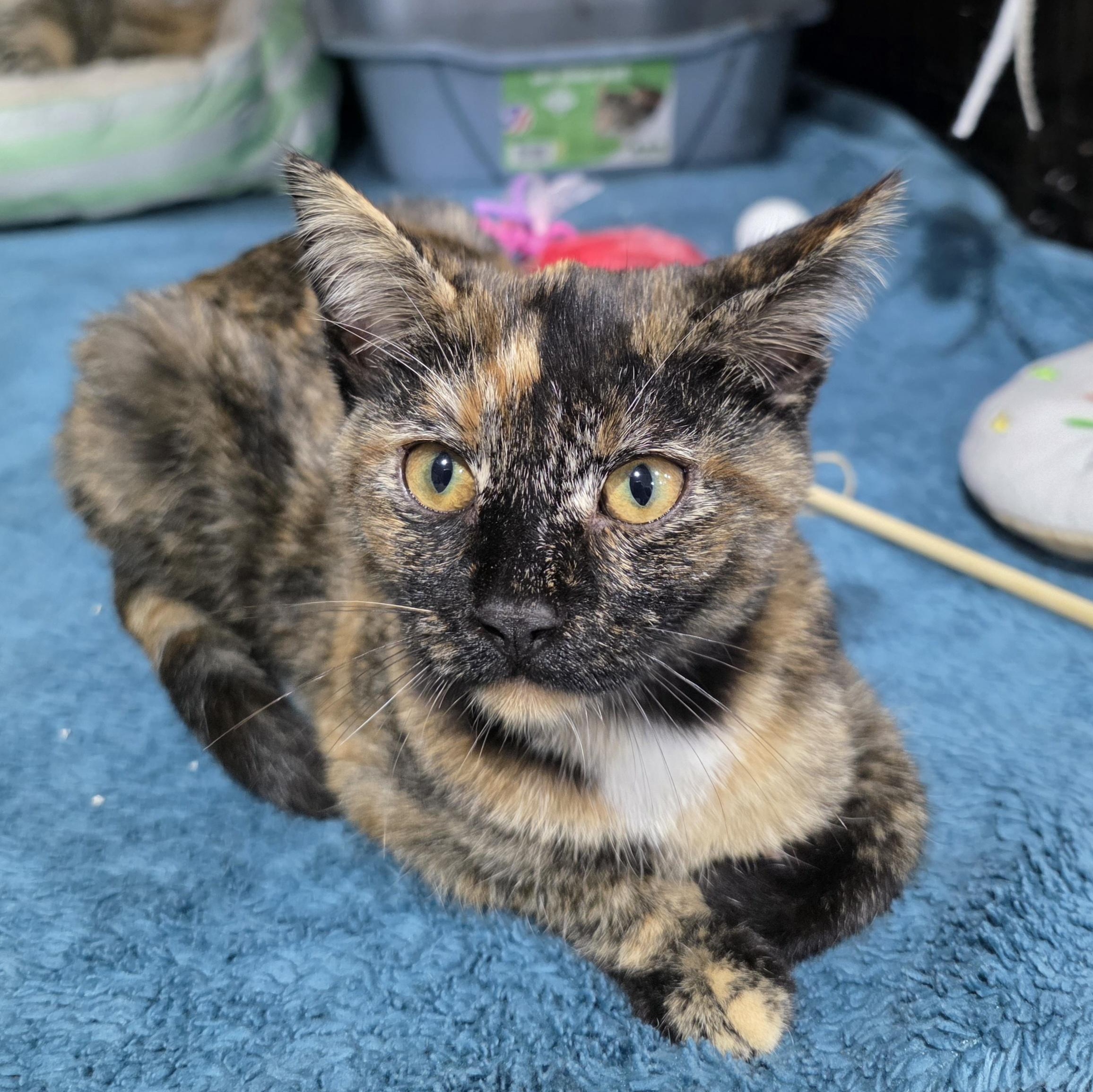 Darling, Adoptable, Kitten Female Domestic Short Hair.
