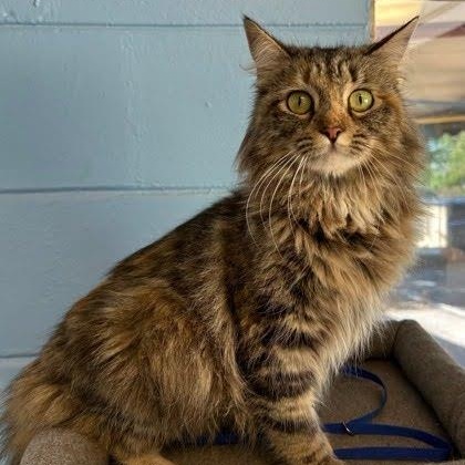 Gracie, ADOPTABLE, Young Female Domestic Long Hair.