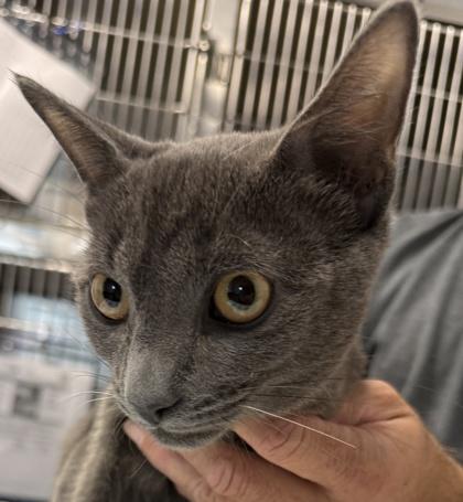 Taz, Adoptable, Young Male Domestic Short Hair & Domestic Short Hair.